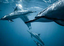 【爆料】蘑菇影视在线观看突发：当事人在拂晓时分被曝曾参与猛料，沉沦其中席卷全网